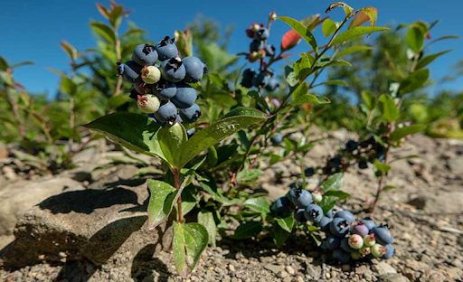 preparing soil for blueberry plant
