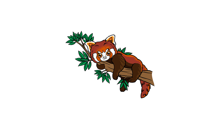 How to draw a Red Panda