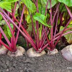 Beetroot is a Terrific Way to Extend Your Life