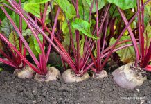 Beetroot is a Terrific Way to Extend Your Life
