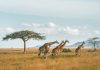 Family safaris in Africa
