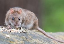 Pest Control for Mice and Rats Tampa