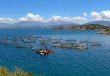 5 Major Aquaculture Market