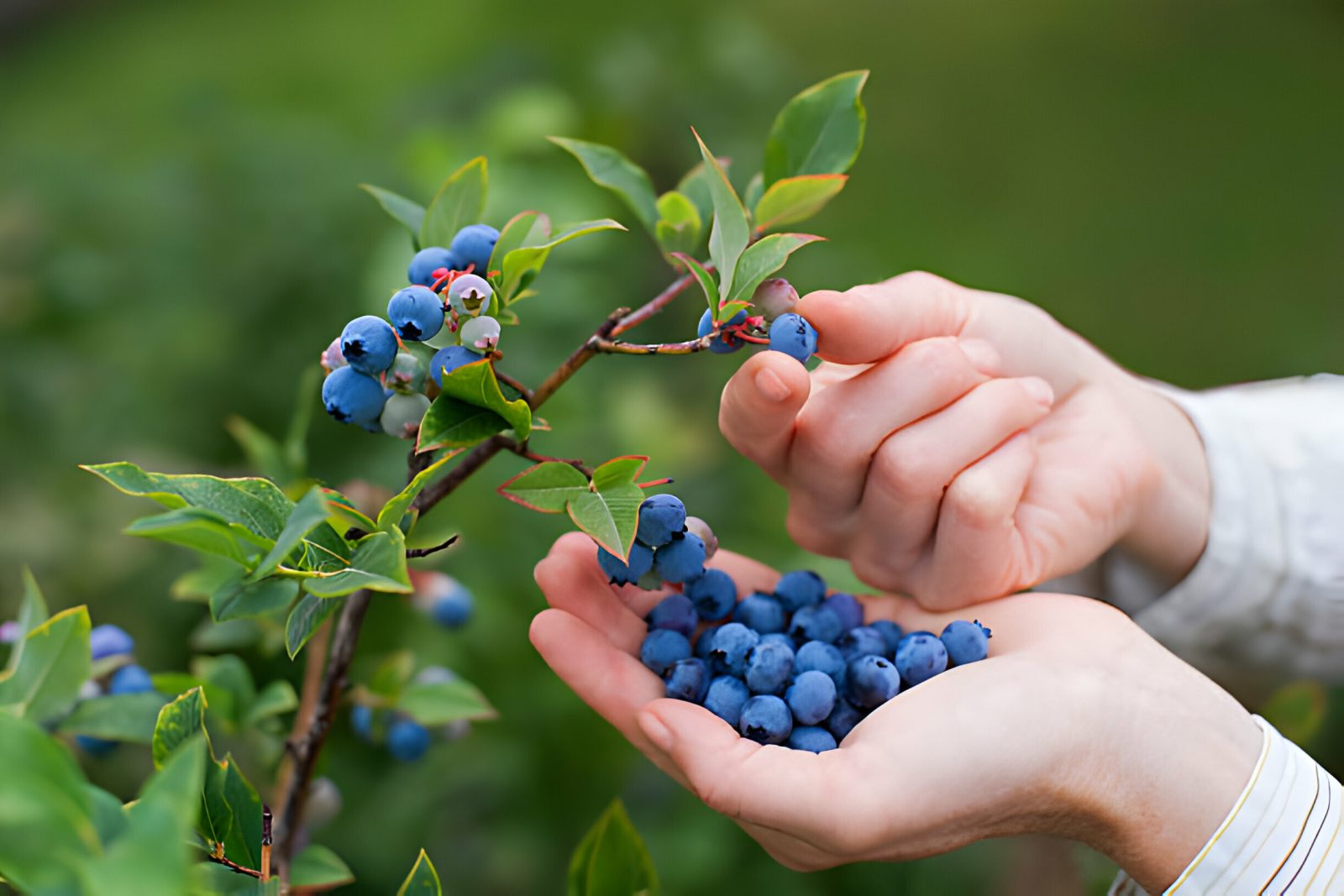 how-to-plant-and-grow-berry-bushes