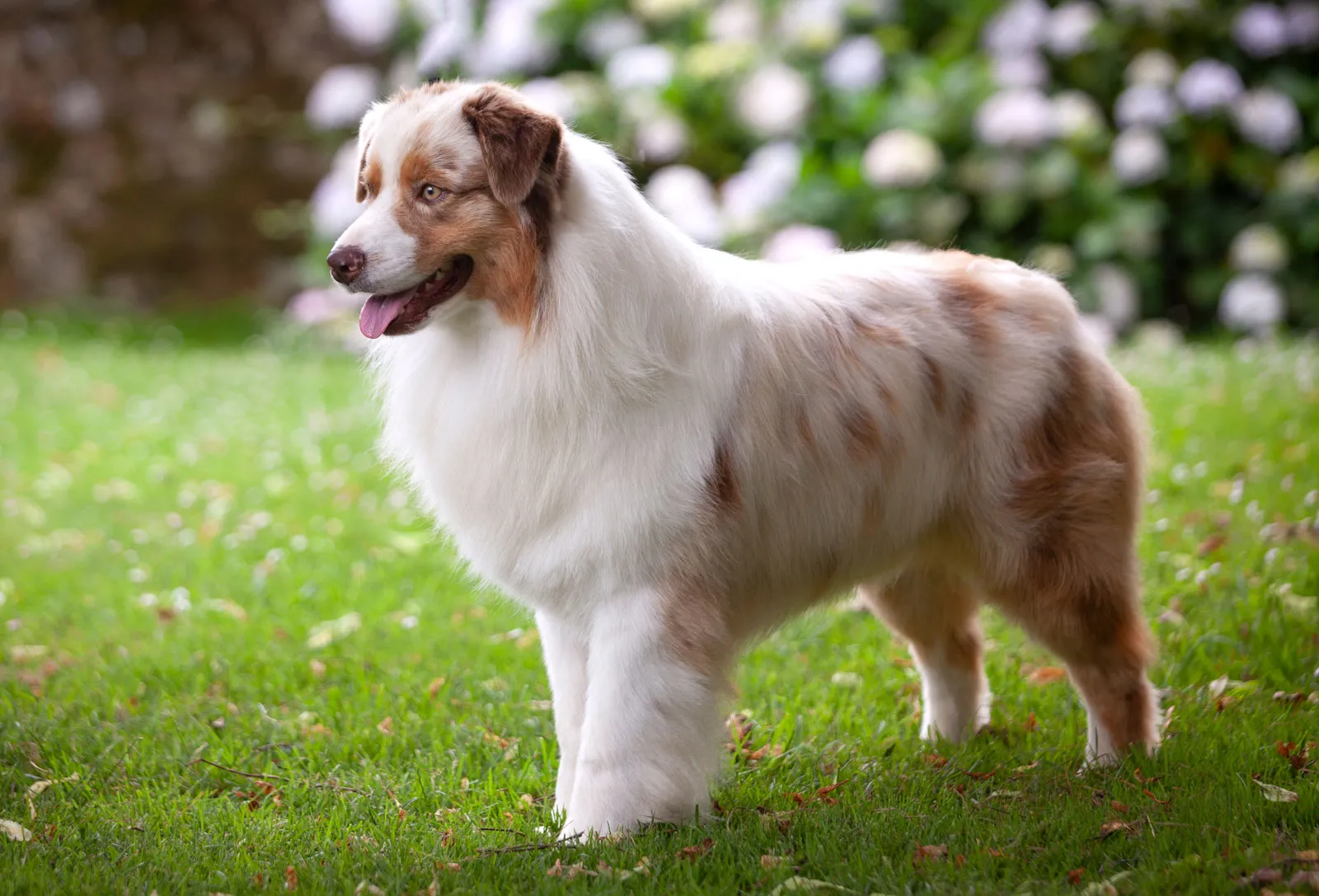 Dog Walking North London Reliable and Professional Services Dog Walking North London Reliable and Professional Services