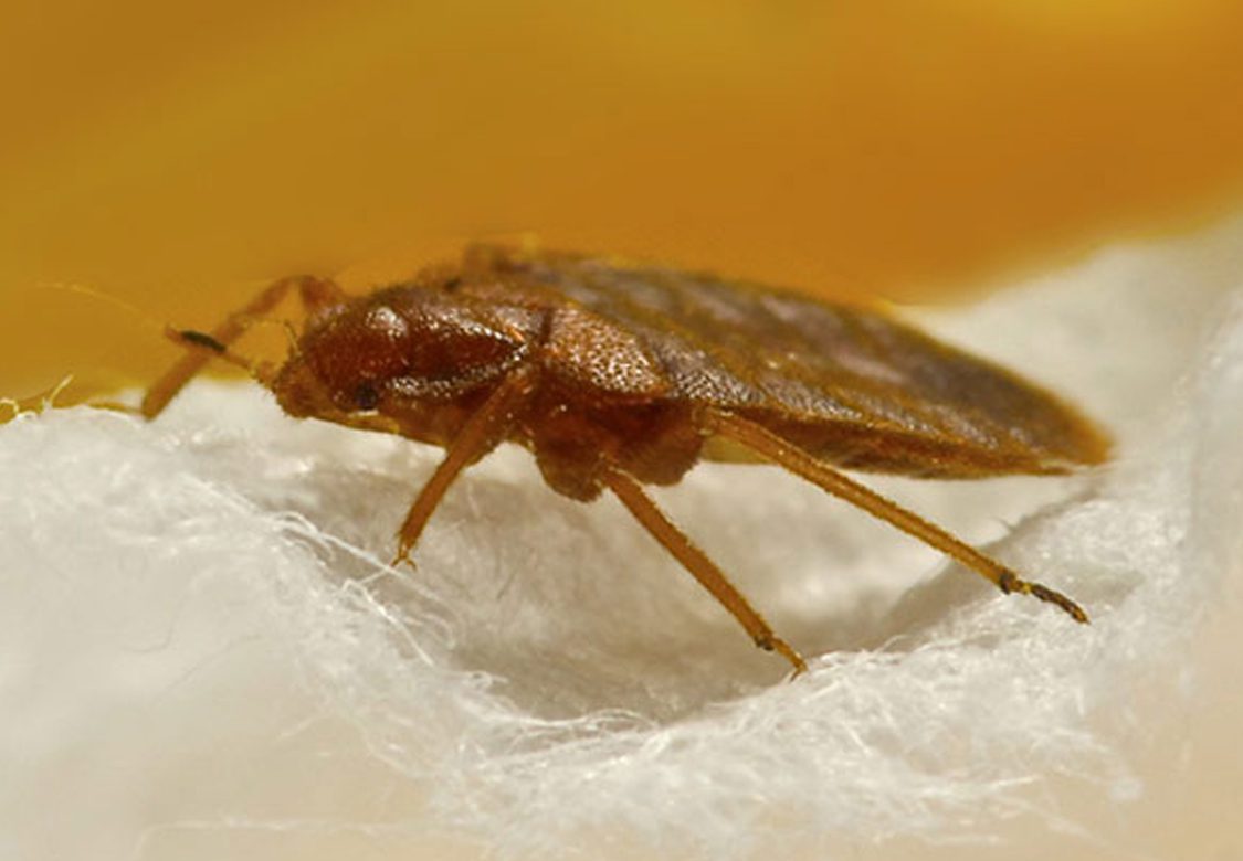 Effective Pest Control Mississauga Keep Your Home Pest-Free Effective Pest Control Mississauga Keep Your Home Pest-Free