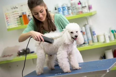 Dog Boarding West London Convenient and Caring Solution for Pet Owners Dog boarding West London