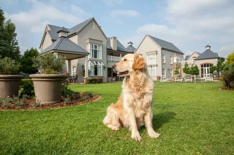 Guide to Dog Walking in West London Dog Walking West London
