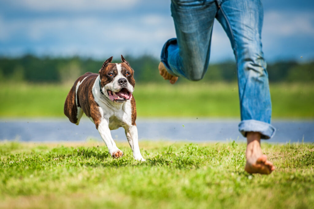 Anaheim Dog Bite Lawyer: Protecting Your Legal Rights After a Dog Attack in Anaheim Dog Bite Lawyer