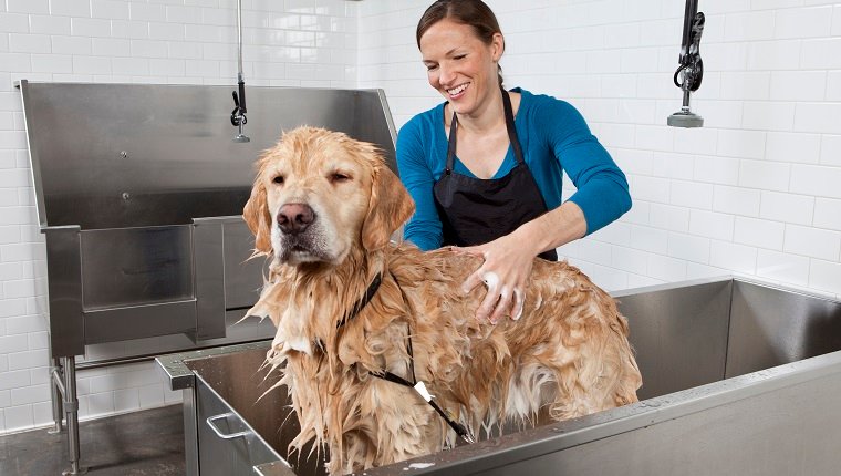 Healthy Hound Playground: Trusted Dog Daycare Experts Healthy Hound Playground: Trusted Dog Daycare Experts