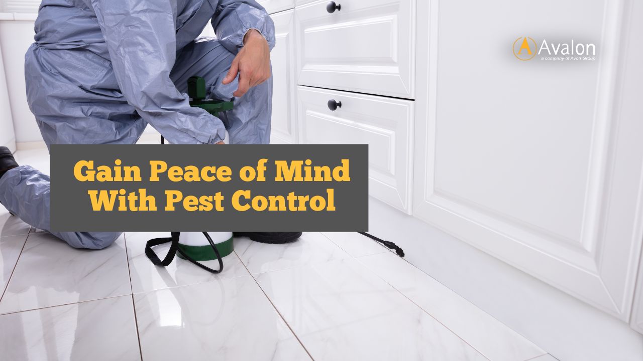 Gain Peace of Mind With Pest Control sg pest control
