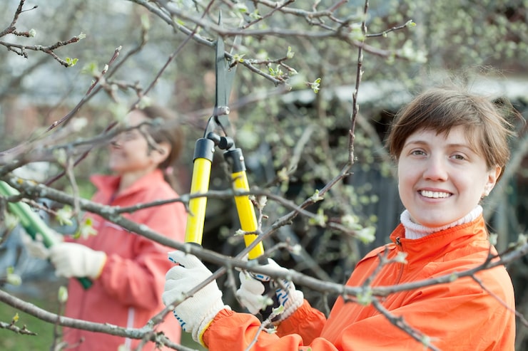 A1 Tree Triming Nevada MO: Your Trusted Local Tree Care Experts A1 Tree Triming Nevada MO: Your Trusted Local Tree Care Experts