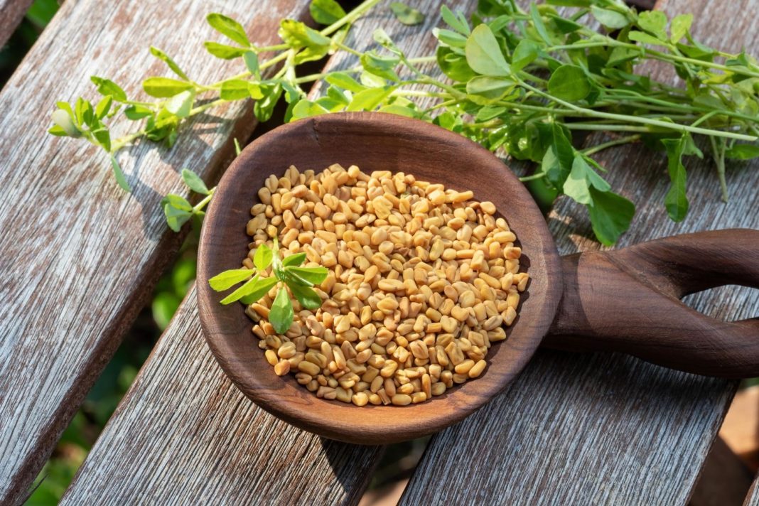 Foenegriek (Fenugreek): Uses, Benefits, and Cultural Importance Foenegriek