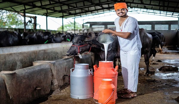 dairy farm loan