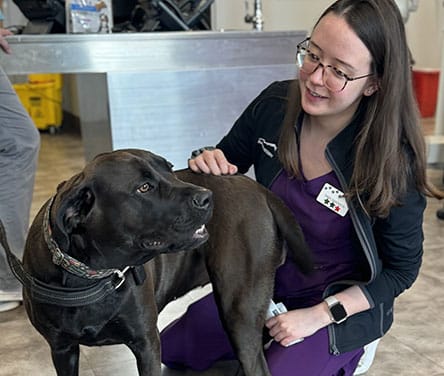 Choosing the Right Urgent Pet Care Clinic Urgent Pet Care Clinic