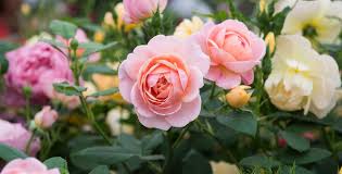 Moss Rose Plant Guide: Care, Colors & Buying Tips rose plants