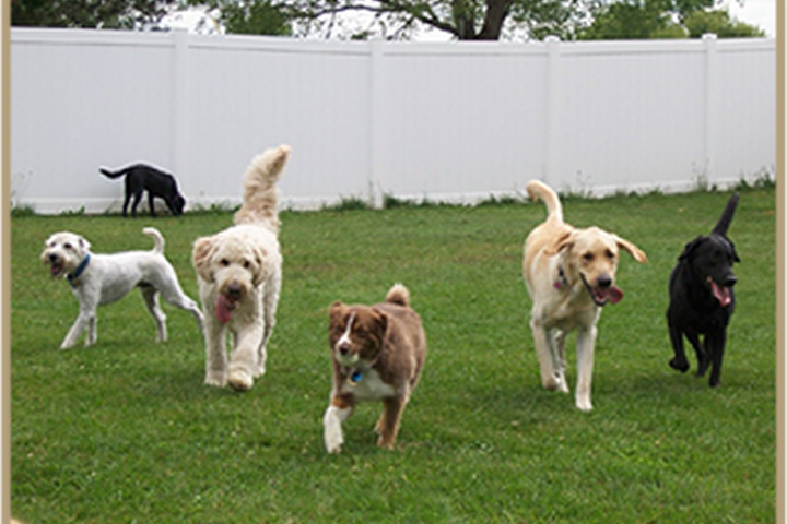 Healthy Hound Dog Day Care: Tail-Wagging Care You Can Trust Healthy Hound Dog Day Care: Tail-Wagging Care You Can Trust
