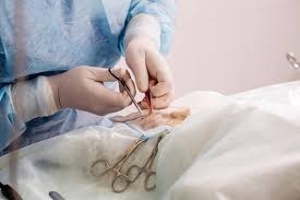 Effective Orthopedic Surgery for Pets for Long-Term Health Orthopedic Surgery for Pets