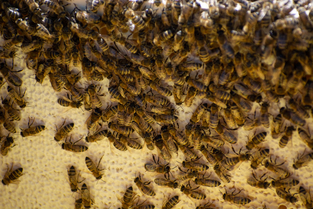 How Long Does a Bee Colony Stay in One Place Without Relocation How Long Does a Bee Colony Stay in One Place Without Relocation