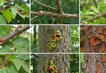 Top 5 Signs Your Tree Is Diseased (And What to Do About It)