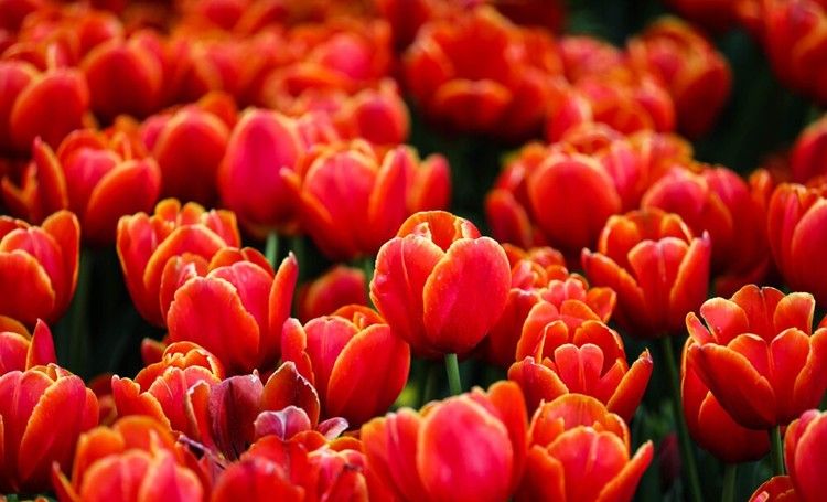 The Tulip Mania: A Historical Lesson and the Beauty of Tulipa Pulchella The Tulip Mania: A Historical Lesson and the Beauty of Tulipa Pulchella