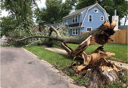 Trees by Forrest | Tree Maintenance Services for Healthier and Well-Kept Properties Tree Maintenance Services